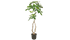 観葉植物